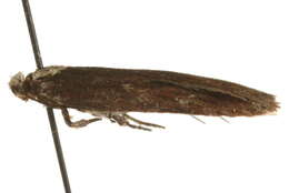 Image of Depressaria leucocephala Snellen 1884