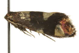 Image of Lampronia rupella