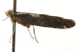 Image of Argyresthia pulchella Zeller 1846