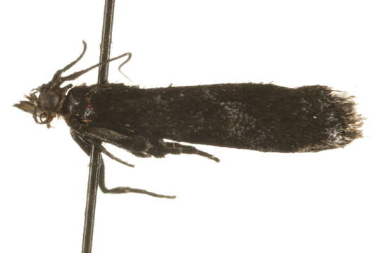 <i>Ortholepis vacciniella</i> resmi