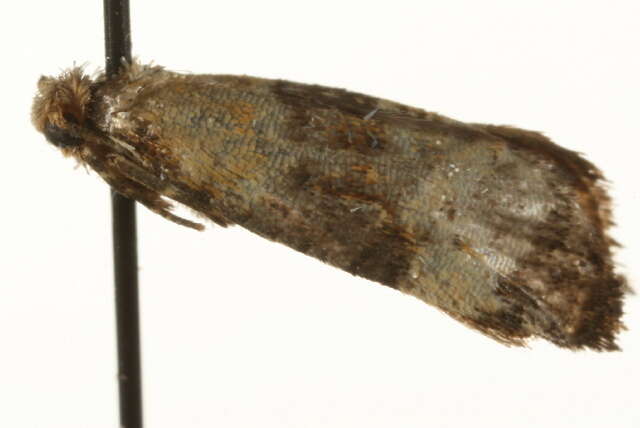 Phalonidia curvistrigana Stainton 1859的圖片