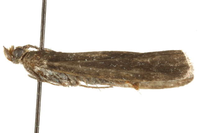 Imagem de <i>Ortholepis betulae</i>