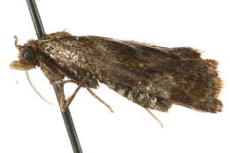 Image of <i>Gynnidomorpha minimana</i>