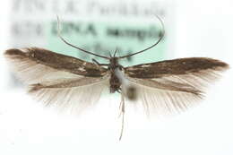 Coleophora paripennella Zeller 1839的圖片