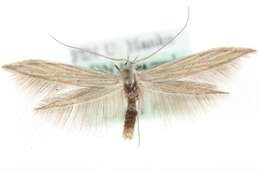 Image of <i>Coleophora nutantella</i>