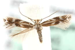 Image of <i>Bucculatrix latviaella</i>