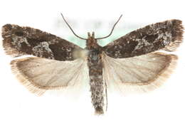 Image of Epinotia crenana