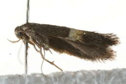 Image of Elachista bisulcella Zeller 1850