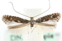 Image of Northern Slender