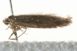 Imagem de Argyresthia arceuthina Zeller 1839