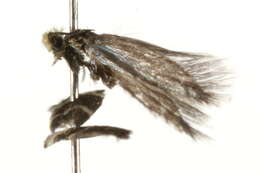 Imagem de Phylloporia bistrigella Haworth 1829