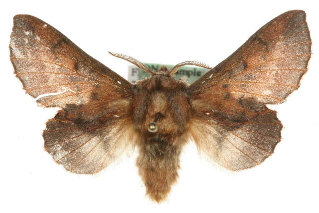 Image of Small Lappet Moth