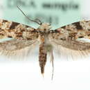 Image of Nemapogon fungivorella (Benander 1939)