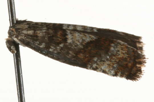 Image of Epinotia gimmerthaliana Zeller 1846