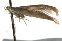 Image of Coleophora murinella Tengström 1847