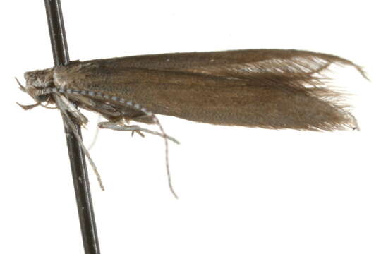 Image of Coleophora murinella Tengström 1847