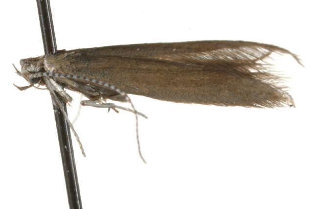 Image of Coleophora murinella Tengström 1847