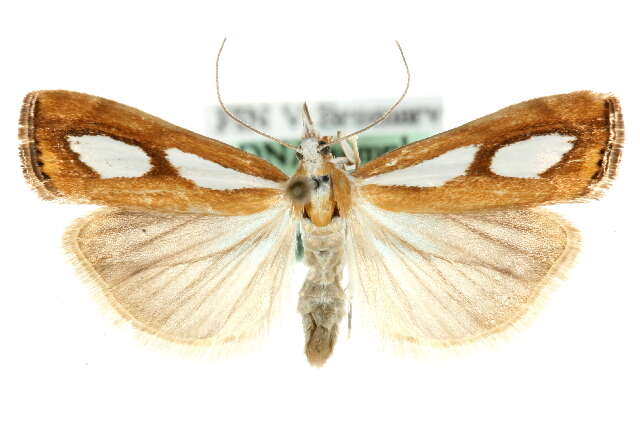 صورة Catoptria