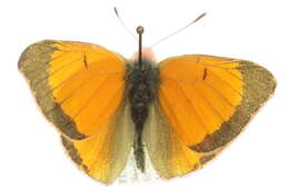 Image of Hecla Sulphur