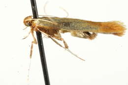 Image of Caloptilia robustella Jäckh 1972