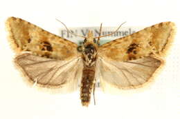 Image of Cochylimorpha alternana Stephens 1828