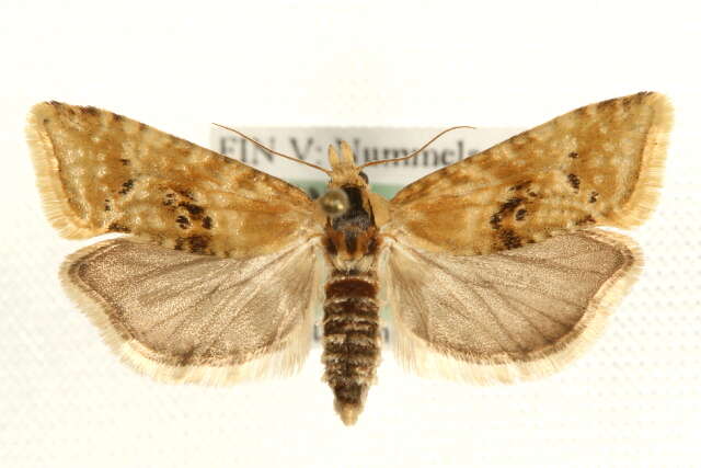 Image of Cochylimorpha alternana Stephens 1828