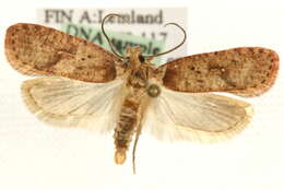 Image de Agonopterix astrantiae Heinemann 1870