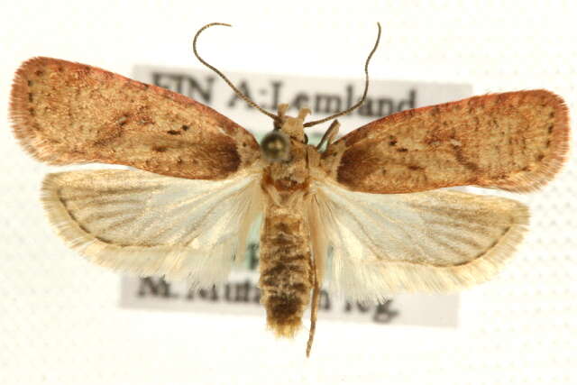 Image de Agonopterix astrantiae Heinemann 1870