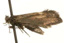 Image of yucca moths