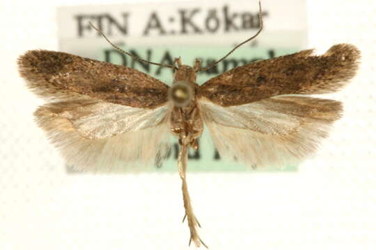 Image of Bryotropha desertella Douglas 1850