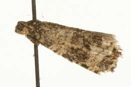 Image of <i>Celypha rurestrana</i>