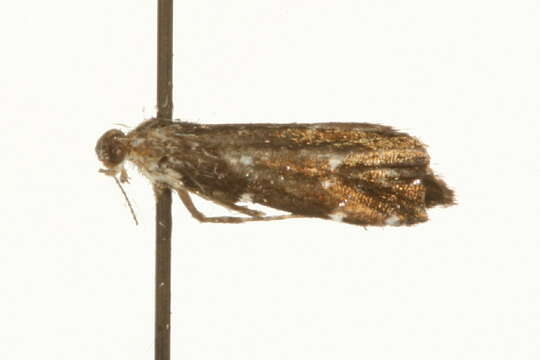 <i>Prochoreutis ultimana</i>的圖片