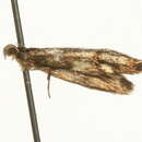Image of <i>Denisia stroemella</i>
