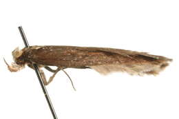 Image of Depressaria emeritella Stainton 1849