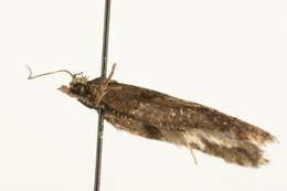 Image of Acleris nigrilineana Kawabe 1963