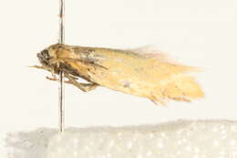 Image of <i>Elachista subalbidella</i>