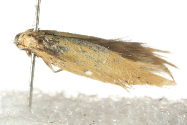 Image of <i>Elachista subalbidella</i>