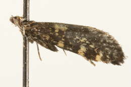Image of Lampronia corticella