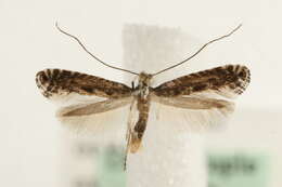 Image of Pointed Slender