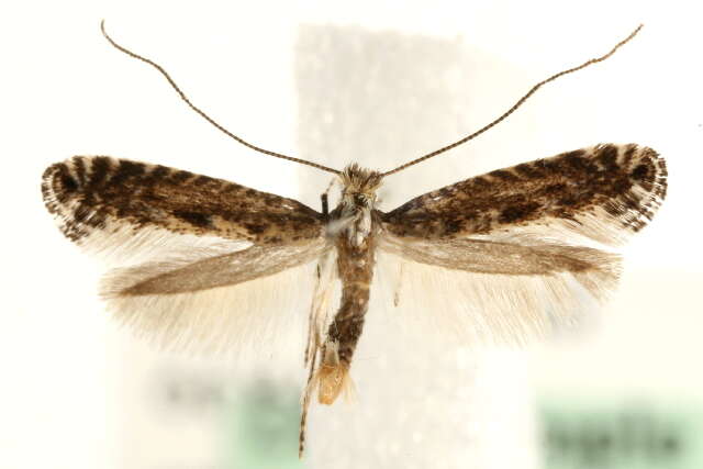 Image of Pointed Slender