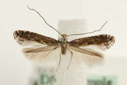 Image of Pointed Slender