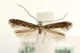 Image of Pointed Slender