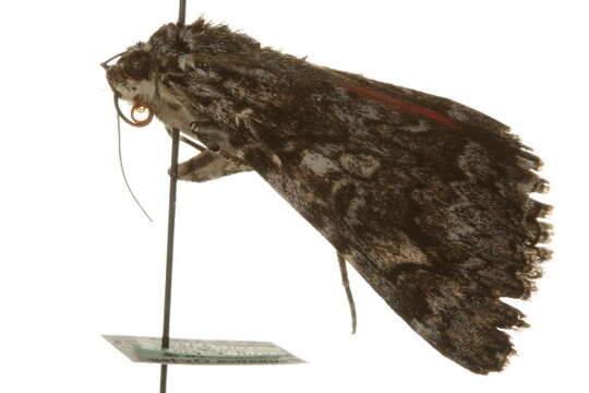 Image of Light crimson underwing moth