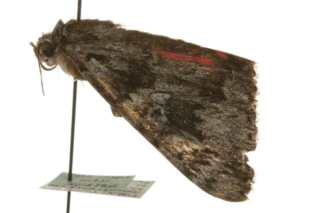 Image of Light crimson underwing moth