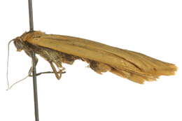 Image of Eilema lutarella Linnaeus 1758