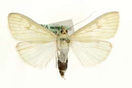 صورة Sitochroa palealis Schiffermüller