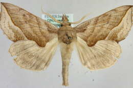 صورة Calyptra thalictri Borkhausen 1790