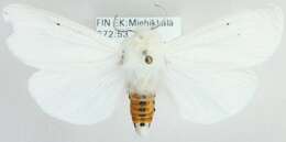 صورة Spilosoma urticae Esper 1789