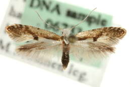 Image of <i>Argyresthia bonnetella</i>