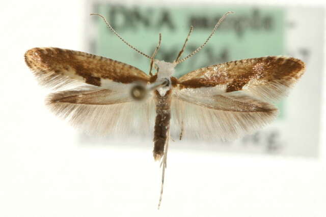 Image of <i>Argyresthia bonnetella</i>